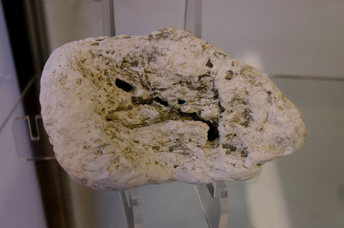 A greyish-white piece of ambergris with a porous surface, on a clear stand in a museum display case