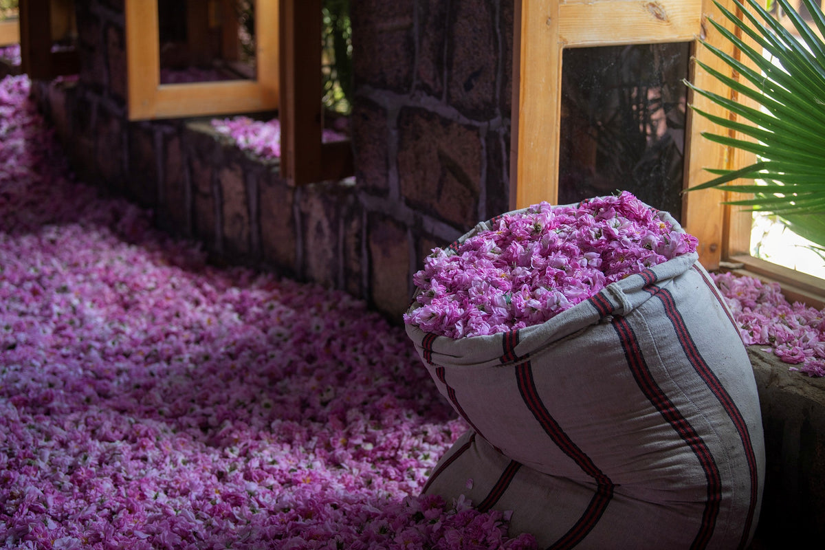 A sack filled with Taif rose petals during the harvest season in Taif