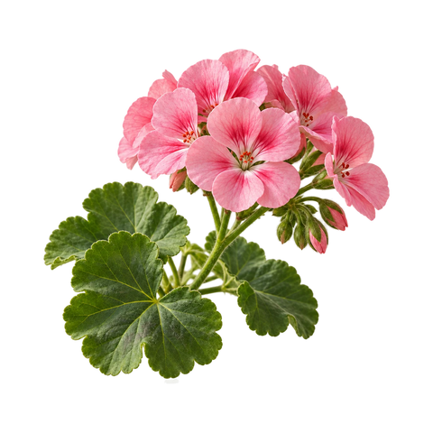 Geranium