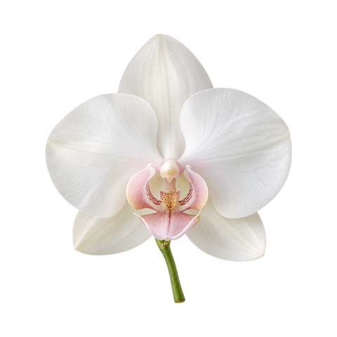 Orchid