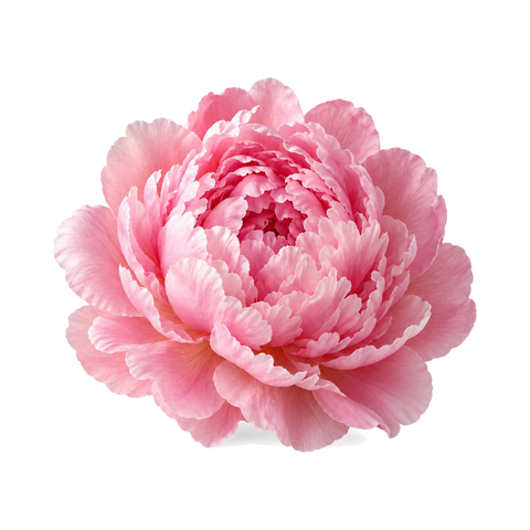 Peony