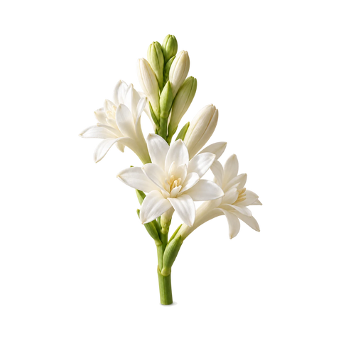 مسك الروم